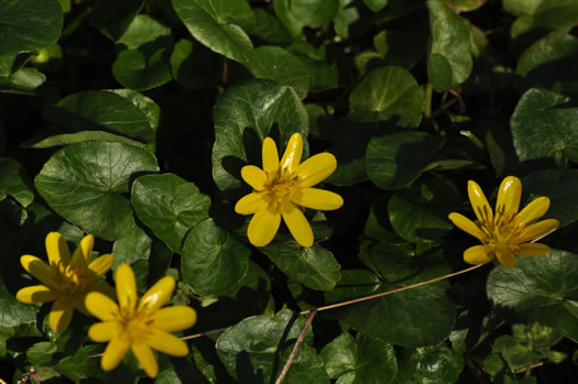 image of Ficaria verna ssp. verna, Fig Buttercup, Lesser Celandine, Pilewort