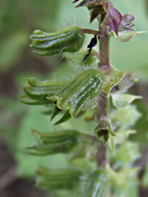 image of Perilla frutescens, Beefsteak-plant, Perilla