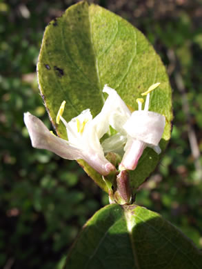 image of Lonicera fragrantissima, Sweet-breath-of-spring, Winter Honeysuckle