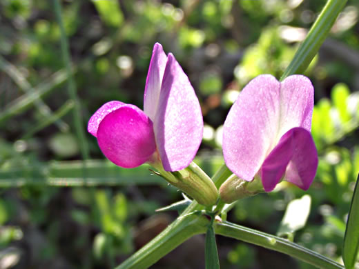 image of Vicia sativa ssp. nigra, Narrowleaf Vetch, Garden Vetch