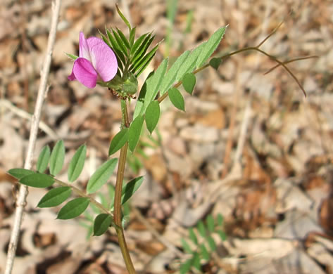 image of Vicia sativa ssp. nigra, Narrowleaf Vetch, Garden Vetch