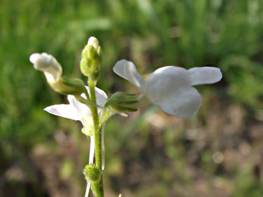 image of Linaria canadensis, Oldfield Toadflax, Common Toadflax, Canada Toadflax