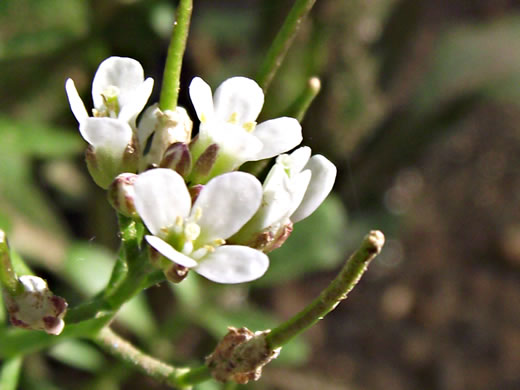 image of Cardamine pensylvanica, Pennsylvania Bittercress, Quaker Bittercress