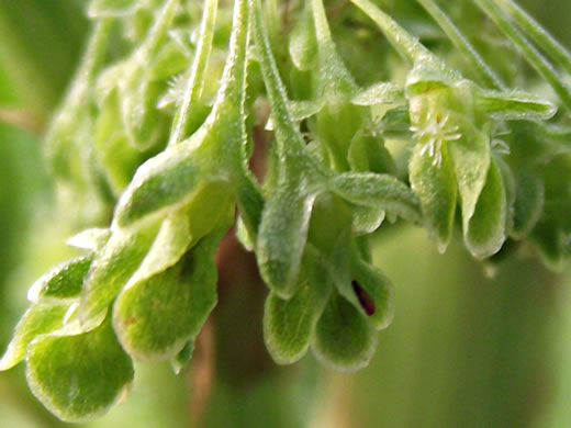 image of Rumex crispus ssp. crispus, Curly Dock, Yellow Dock