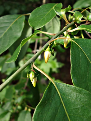 image of Diospyros virginiana, American Persimmon, Possumwood, Simmon