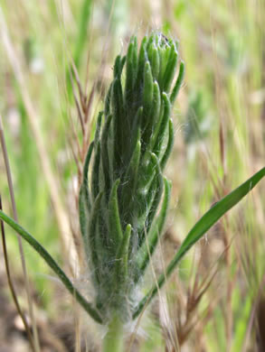 image of Plantago aristata, Bracted Plantain, Large-bracted Plantain, Buckhorn Plantain