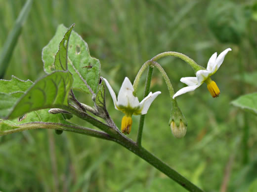 image of Solanum emulans, Eastern Black Nightshade