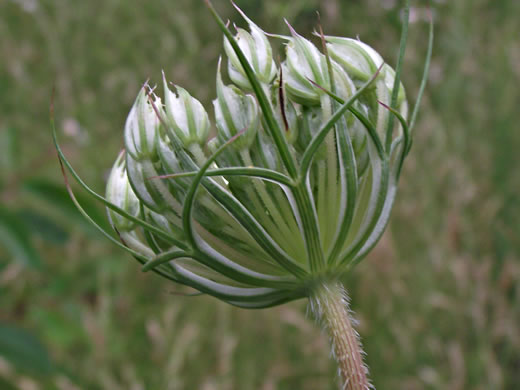 image of Daucus carota ssp. carota, Queen Anne's Lace, Wild Carrot, Bird's Nest