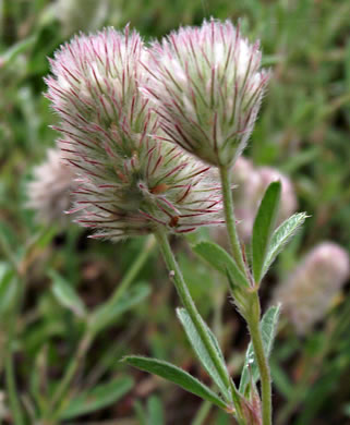 image of Trifolium arvense, Rabbitfoot Clover