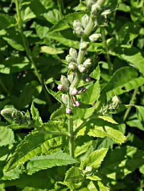 image of Teucrium canadense var. canadense, American Germander, Wood Sage, Common Germander