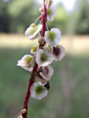 image of Acetosa hastatula, Wild Dock, Heartwing Dock, Sourgrass, Heartwing Sorrel