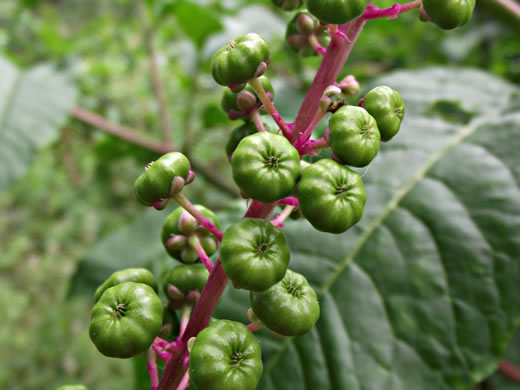 image of Phytolacca americana, Common Pokeweed, Poke