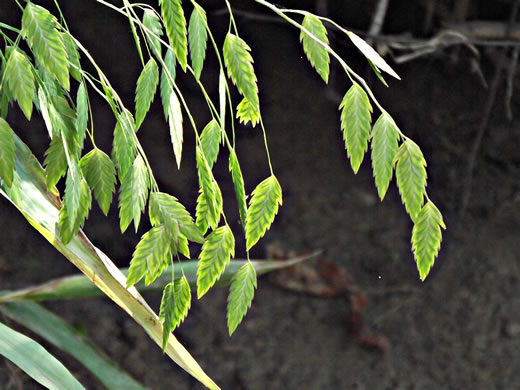 image of Chasmanthium latifolium, River Oats, Northern Sea Oats, Fish-on-a-stringer, Indian Woodoats