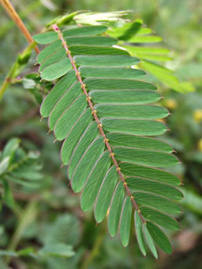 image of Chamaecrista nictitans var. nictitans, Sensitive Partridge-pea, Common Sensitive-plant