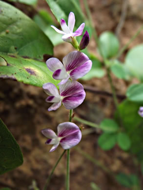 image of Lespedeza procumbens, Downy Trailing Lespedeza, Trailing Bush-clover