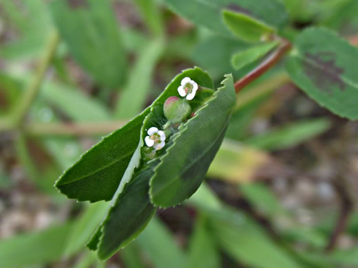 image of Euphorbia nutans, Eyebane, Upright Spotted Spurge, Nodding Spurge