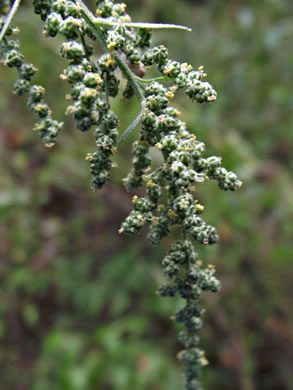 image of Chenopodium album var. album, Lambsquarters, Pigweed