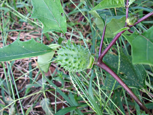 image of Datura stramonium, Jimsonweed, Thornapple, Stramonium