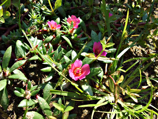 image of Portulaca amilis, Broadleaf Pink Purslane, Paraguayan Purslane