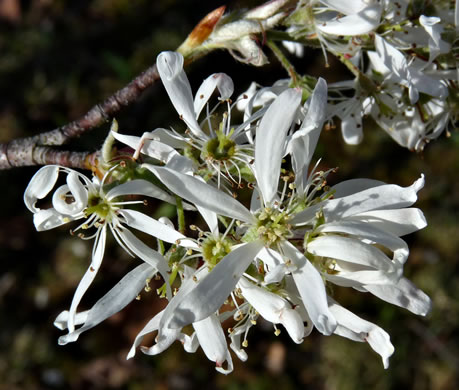 image of Amelanchier arborea, Downy Serviceberry, Sarvisberry