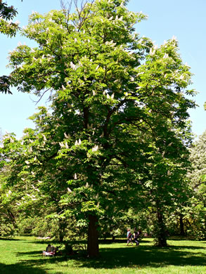 image of Aesculus hippocastanum, Horsechestnut