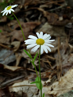 image of Astranthium integrifolium, Eastern Western-daisy, Entireleaf Western-daisy