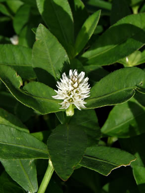 image of Alternanthera philoxeroides, Alligator-weed