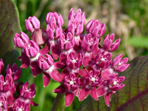 image of Asclepias purpurascens, Purple Milkweed