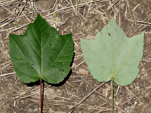 Acer rubrum var. trilobum, Carolina Red Maple, Trident Red Maple