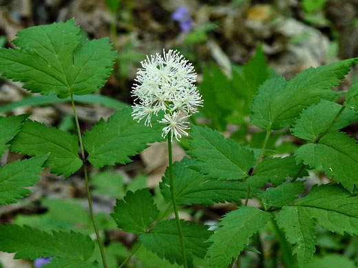 Actaea pachypoda, Doll's-eyes, White Baneberry, White Cohosh