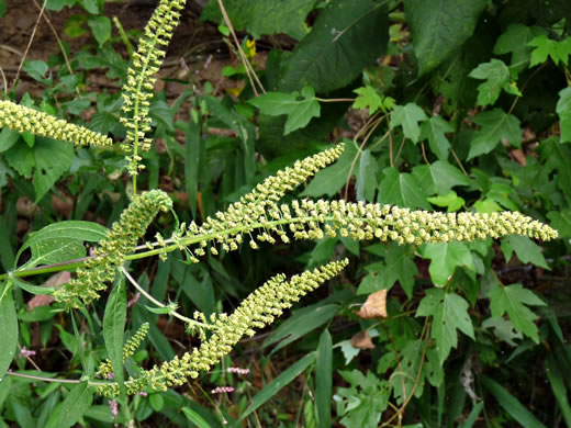 image of Ambrosia trifida var. trifida, Giant Ragweed, Great Ragweed