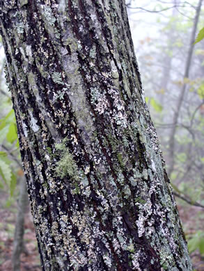 image of Amelanchier arborea, Downy Serviceberry, Sarvisberry