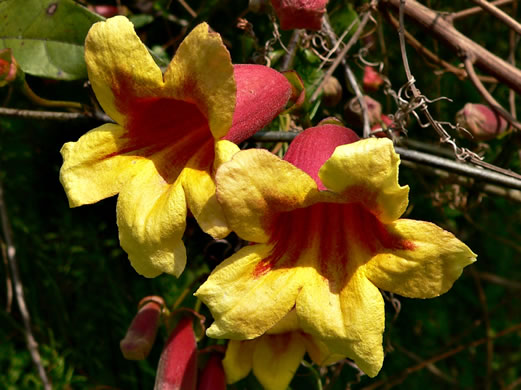 image of Bignonia capreolata, Crossvine