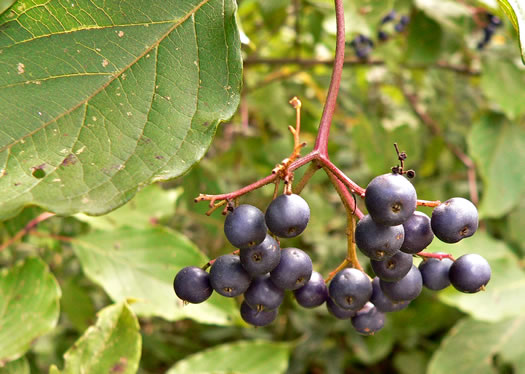 Swida amomum, Silky Dogwood, Bush Dogwood, Silky Cornel