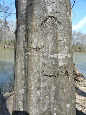 image of Carpinus caroliniana +, Musclewood, American Hornbeam, Blue-beech, Ironwood