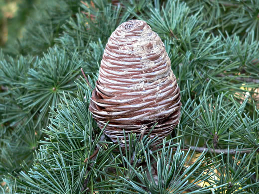 Cedrus deodara, Deodar Cedar