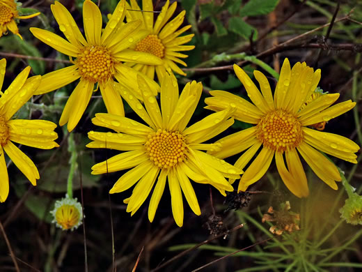 image of Chrysopsis gossypina, Woolly Goldenaster, Cottonleaf Goldenaster, Gossamer Goldenaster, Cottony Goldenaster