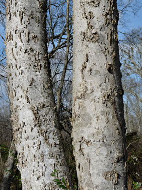 image of Celtis laevigata, Sugarberry, Southern Hackberry, Smooth Hackberry, Lowland Hackberry