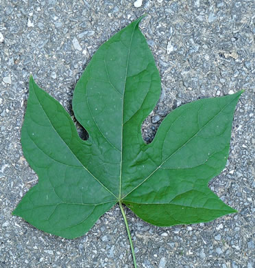 image of Calycocarpum lyonii, Cupseed, Lyonia-vine