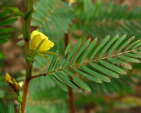 image of Chamaecrista nictitans var. nictitans, Sensitive Partridge-pea, Common Sensitive-plant