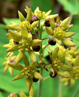 image of Caulophyllum thalictroides, Common Blue Cohosh, Papooseroot, Green Vivian