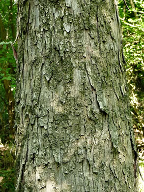 image of Carya aquatica, Water Hickory, Bitter Pecan