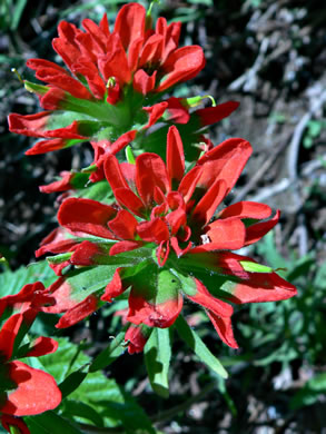 image of Castilleja coccinea, Eastern Indian Paintbrush, Scarlet Indian Paintbrush, Eastern Paintbrush