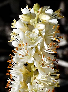 image of Clethra alnifolia, Coastal Sweet-pepperbush, Coastal White-alder