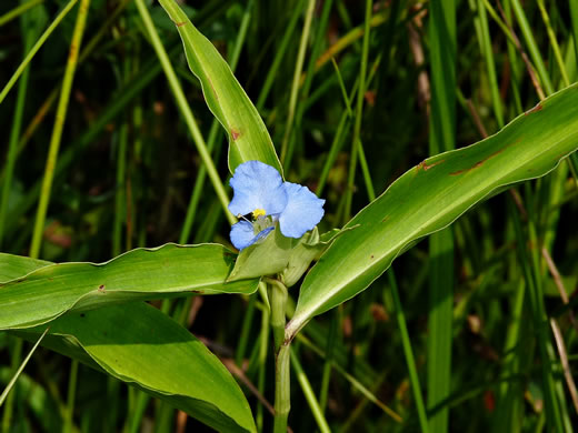 spathe