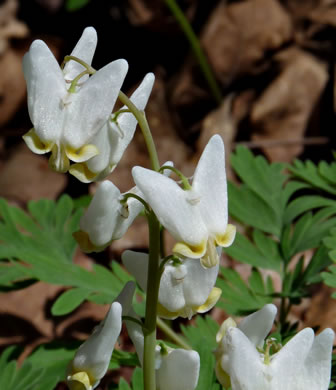 image of Dicentra cucullaria, Dutchman's Britches