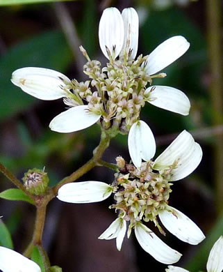 image of Doellingeria infirma, Appalachian Flat-topped White Aster, Cornel-leaf Aster, Cornel-leaf Whitetop Aster, Appalachian Whitetop Aster