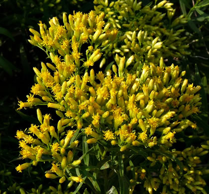 image of Euthamia leptocephala, Narrowhead Goldentop, Mississippi Valley Flat-topped Goldenrod