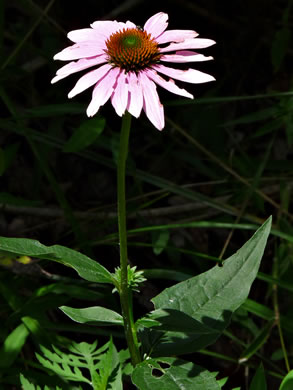 image of Echinacea purpurea, Eastern Purple Coneflower