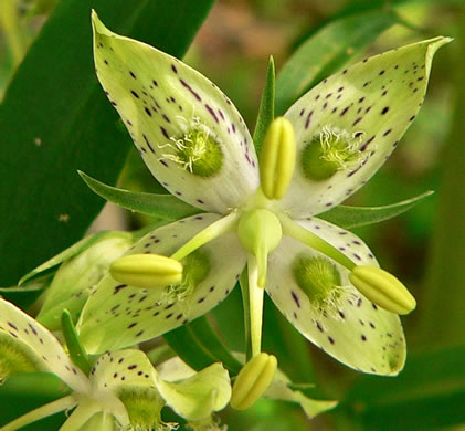 image of Frasera caroliniensis, American Columbo